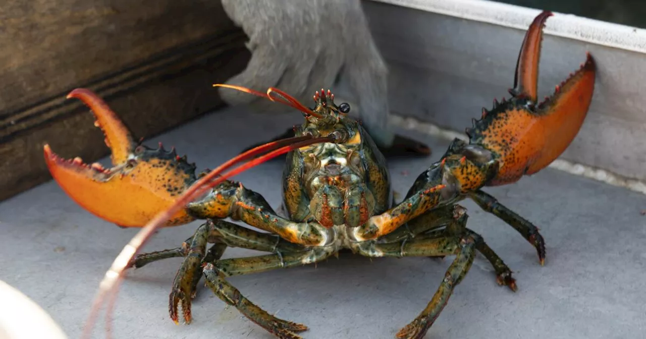 Red Lobster considers bankruptcy to deal with leases and labor costs