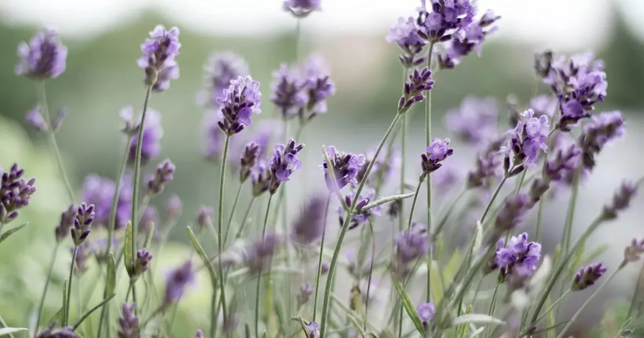 Lavanda: cómo y cuándo cultivar la planta aromática que ahuyenta mosquitos y alacranes