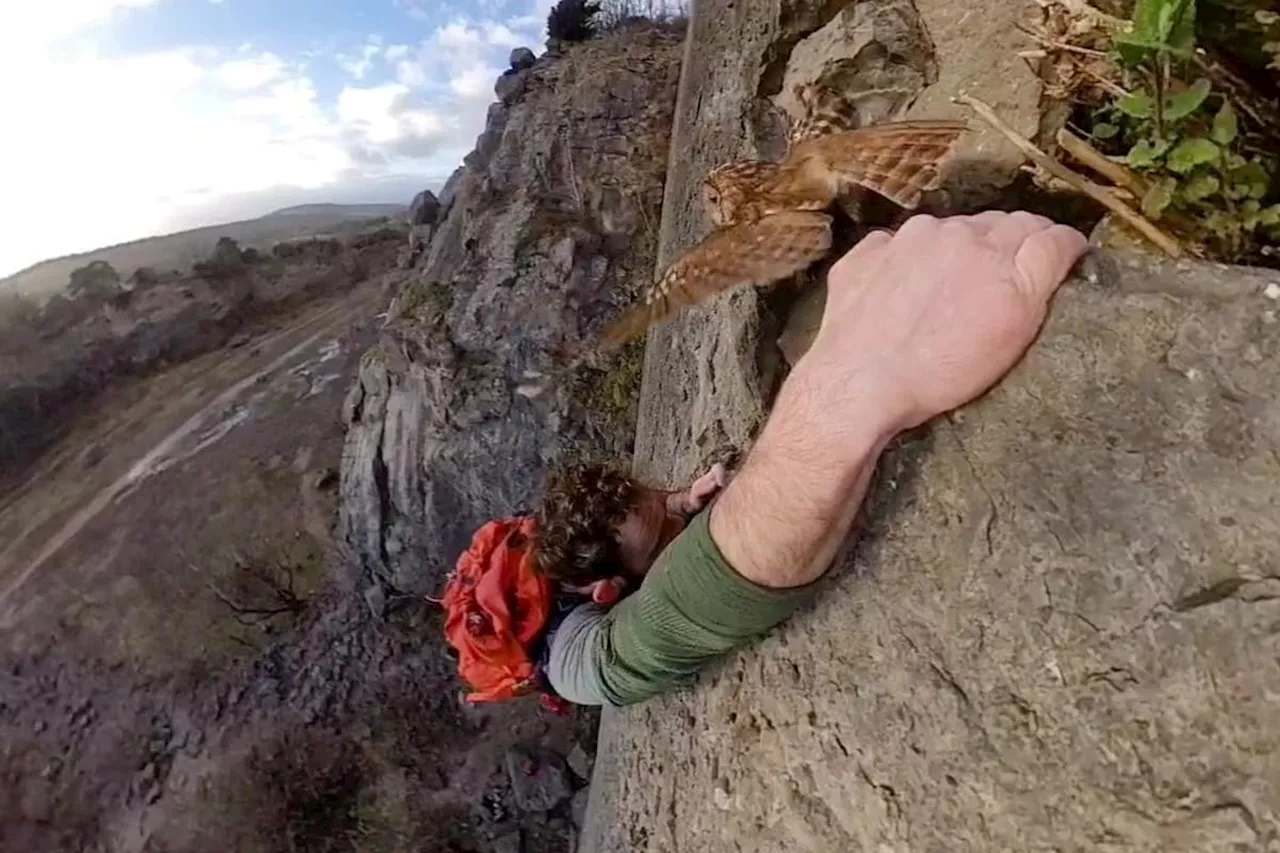This is the moment a climber disturbed a hidden owl while scaling a quarry in Lancashire
