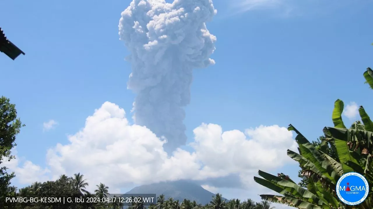 Gunung Ibu Terus Bergejolak, Semburkan Abu Vulkanik Setinggi 2.500 Meter