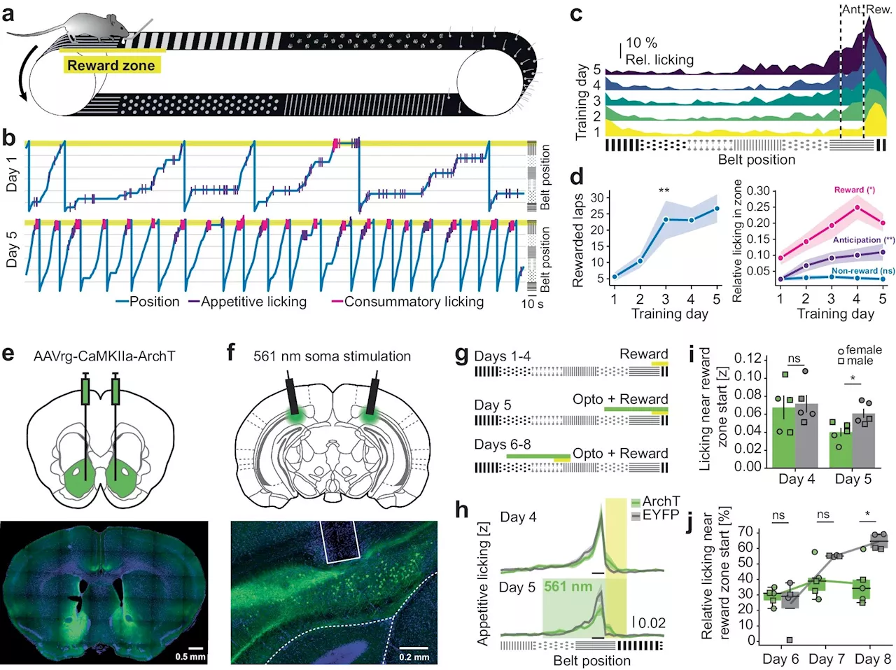 Dialogue between brain regions: How memories guide us to rewards