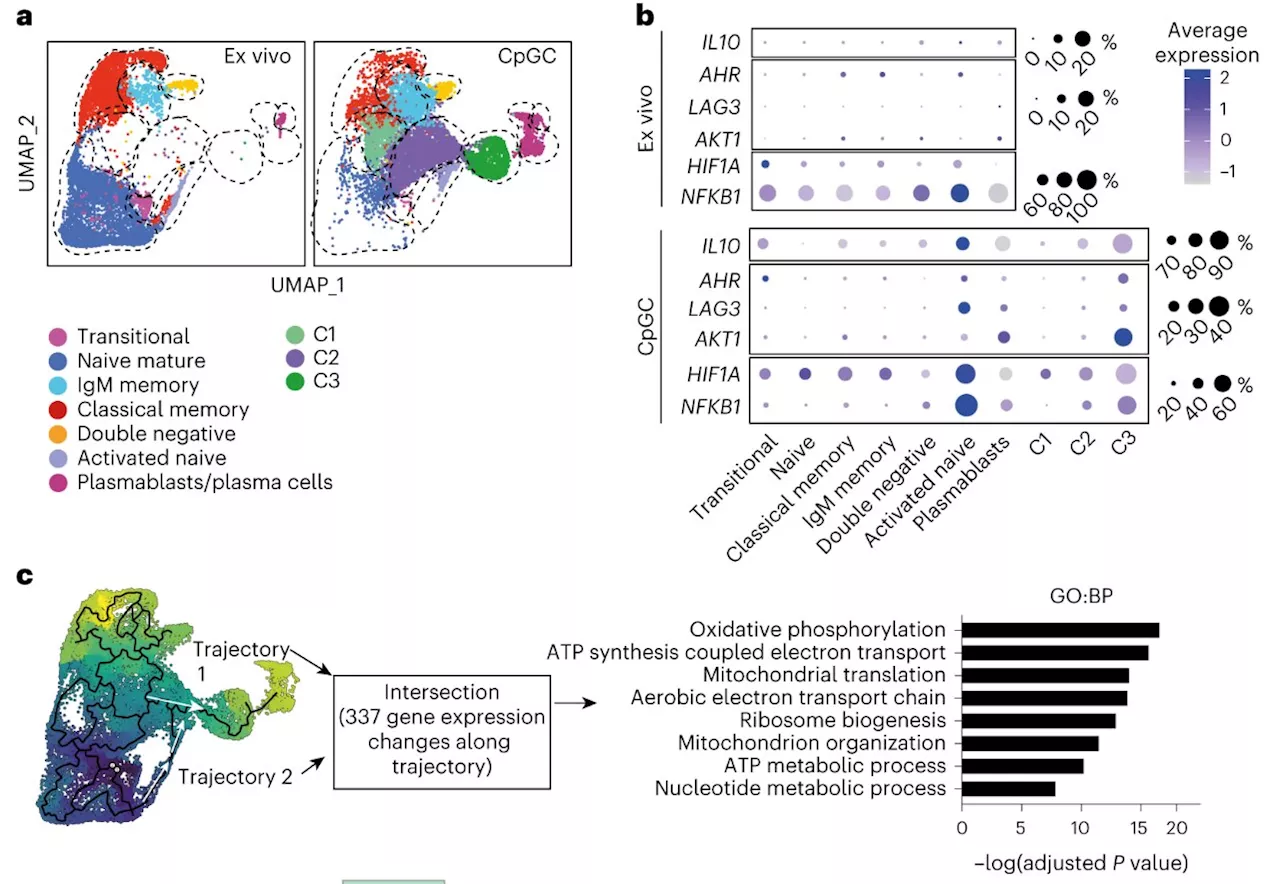 Harnessing B cells could fight cancer or autoimmune diseases by targeting mitochondrial metabolism