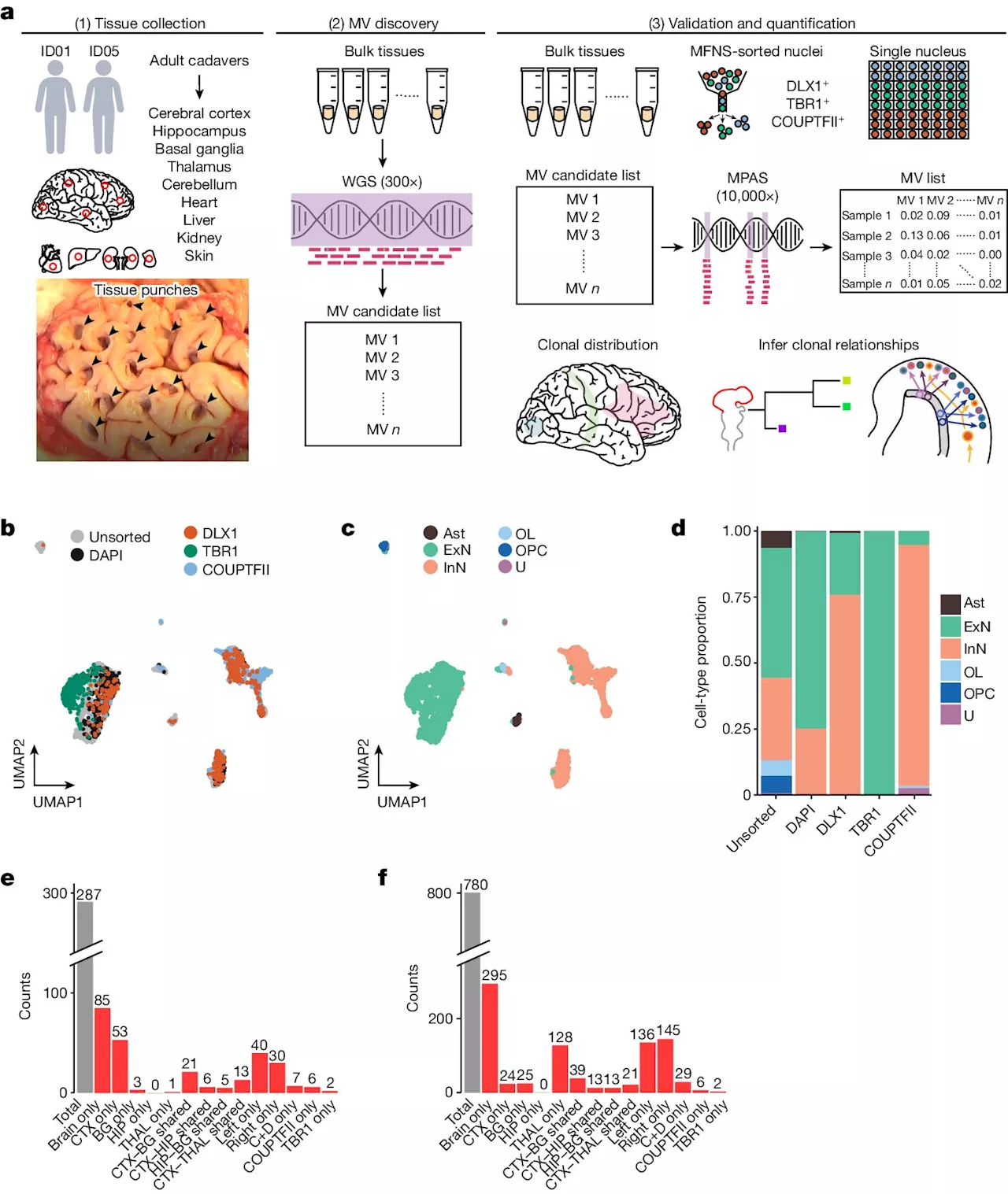 Researchers present new findings on the development of the human forebrain