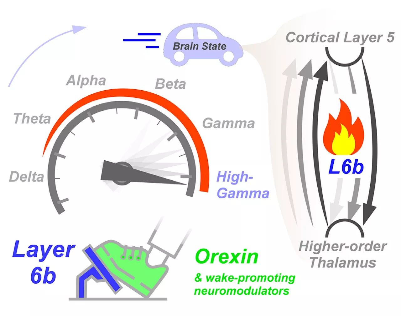 Study reveals the strong impact of layer 6b neurons on cortical activity