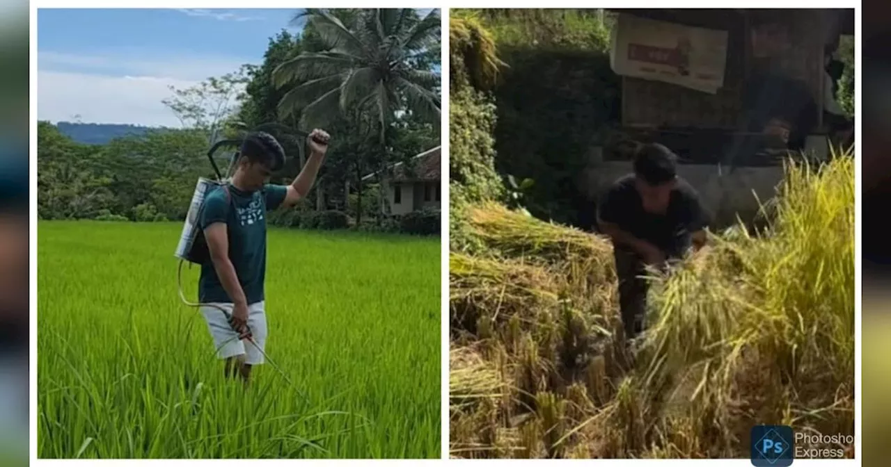 Momen Ayah Lesti Kejora Panen Padi di Kampung, Turun Langsung ke Sawah jadi Sorotan