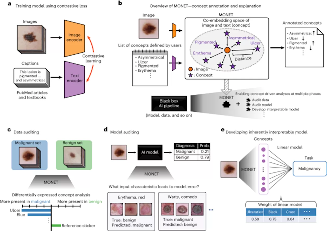 Transparent medical image AI via an image–text foundation model grounded in medical literature