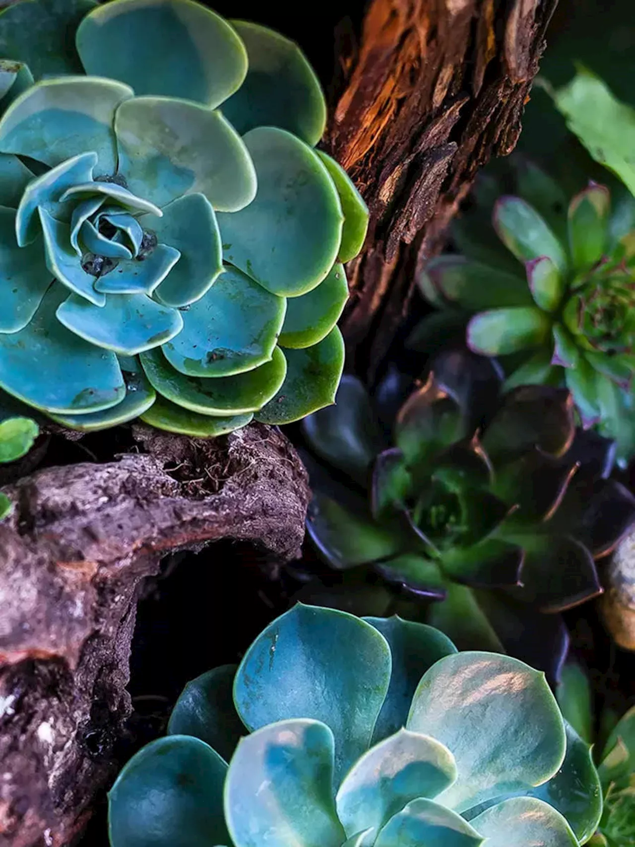 9 गलतियां जिनसे खराब हो सकता है आपका Succulent