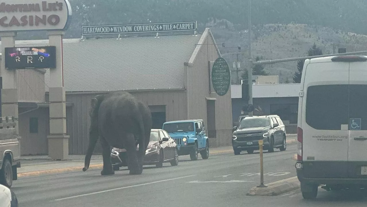 Spooked circus elephant roams Montana streets before being recaptured