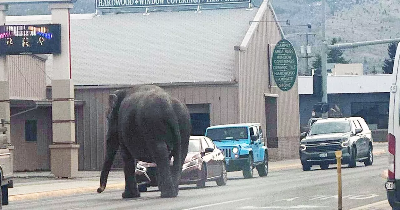 Elephant roams Montana streets before being recaptured