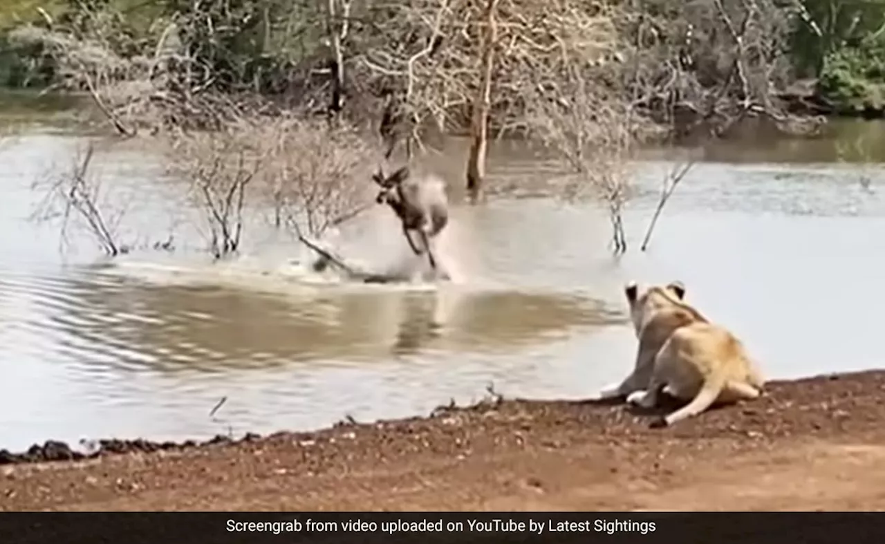 भूखी शेरनी से बचने के लिए हिरण ने नदी में लगााई छलांग, तभी मगरमच्छ ने कर दिया अटैक, शिकारियों से ऐसे बचा हिरण और फिर...