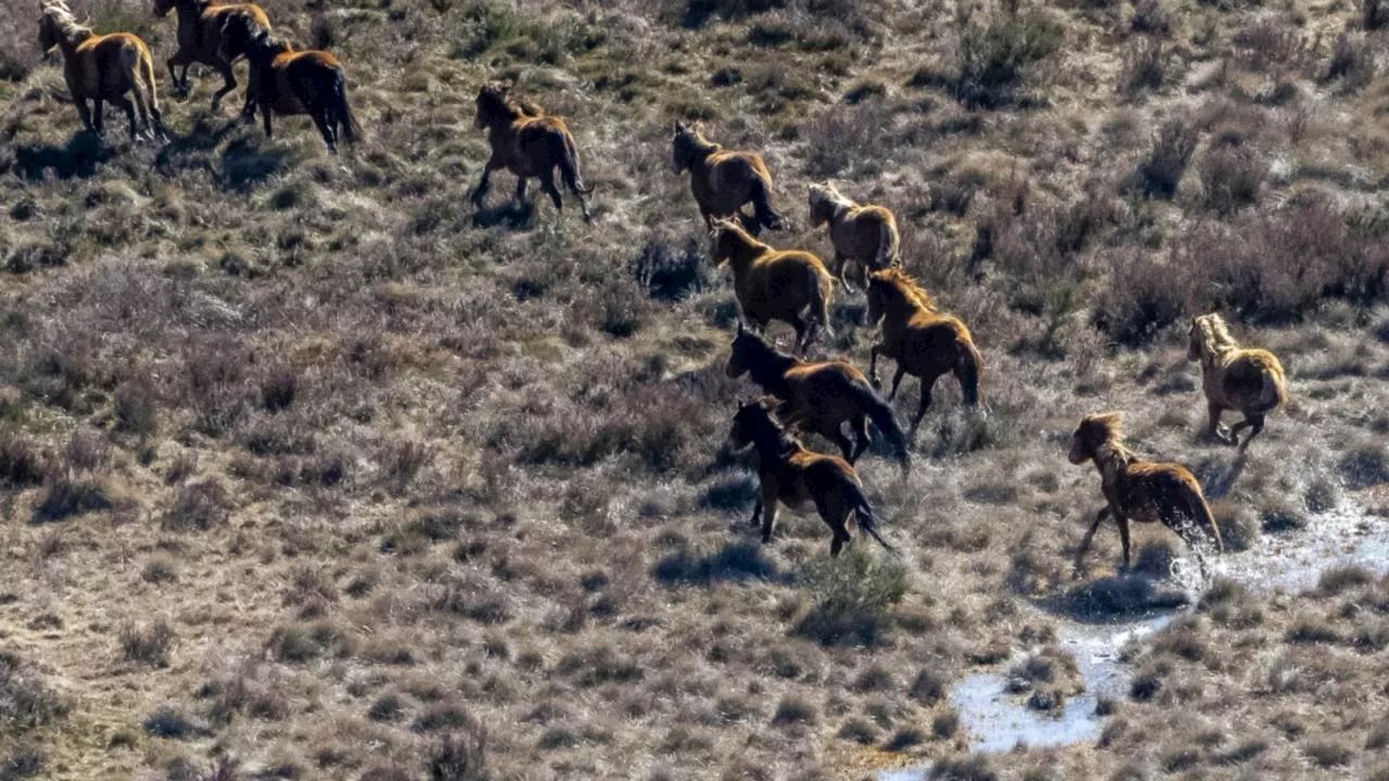 500 horses in horror slaughter house