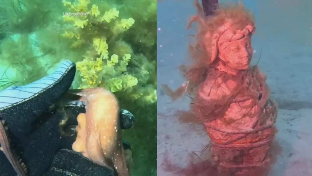 Diver’s magic interaction with octopus