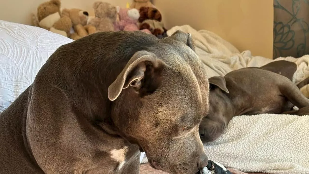 Molly the magpie finally reunites with dogs