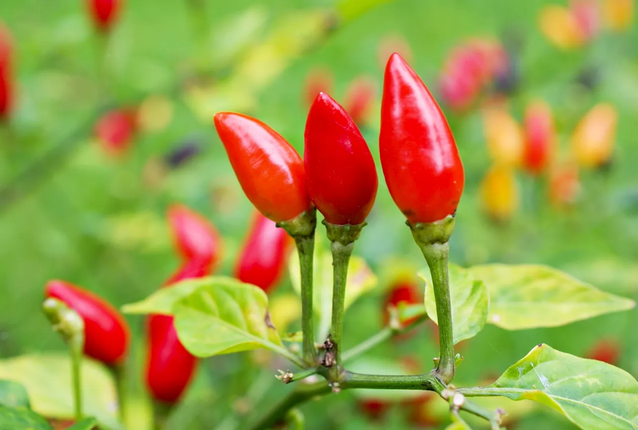 Piquin chili's health benefits spotlighted due to high antioxidant content