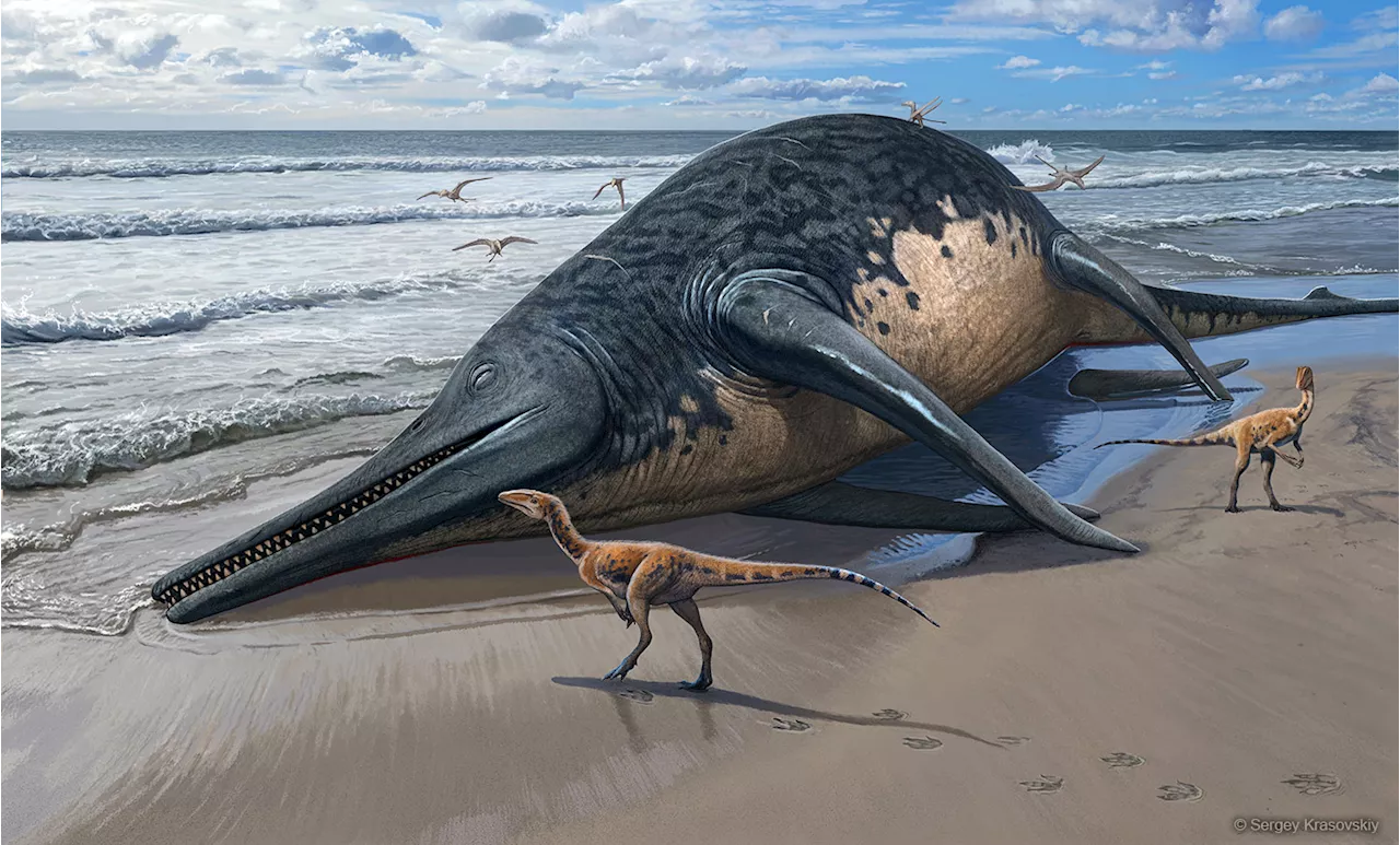 Paleontologists Discover Fossils of What May Be Largest-Ever Marine Reptile