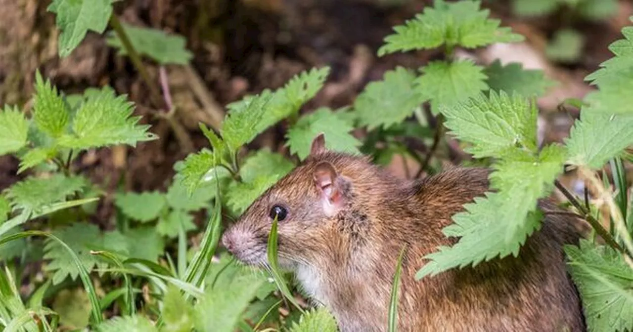 'Best deterrent' to get rid of rats in your garden in 20 minutes