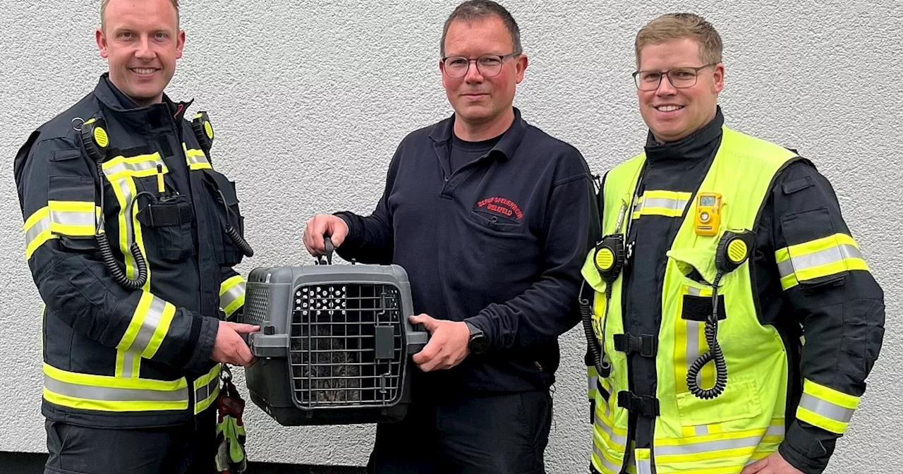 Dramatische Katzen-Rettung: Bielefelder Feuerwehr holt Kater nach sechs Stunden aus der Falle