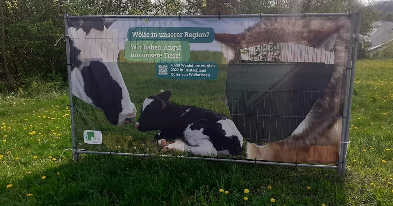 Wolfsplakat am Paderborner Haxtergrund wird schon wieder zerstört