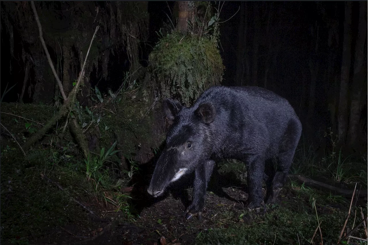 Dog attacks on mountain tapirs highlight a growing threat to endangered wildlife