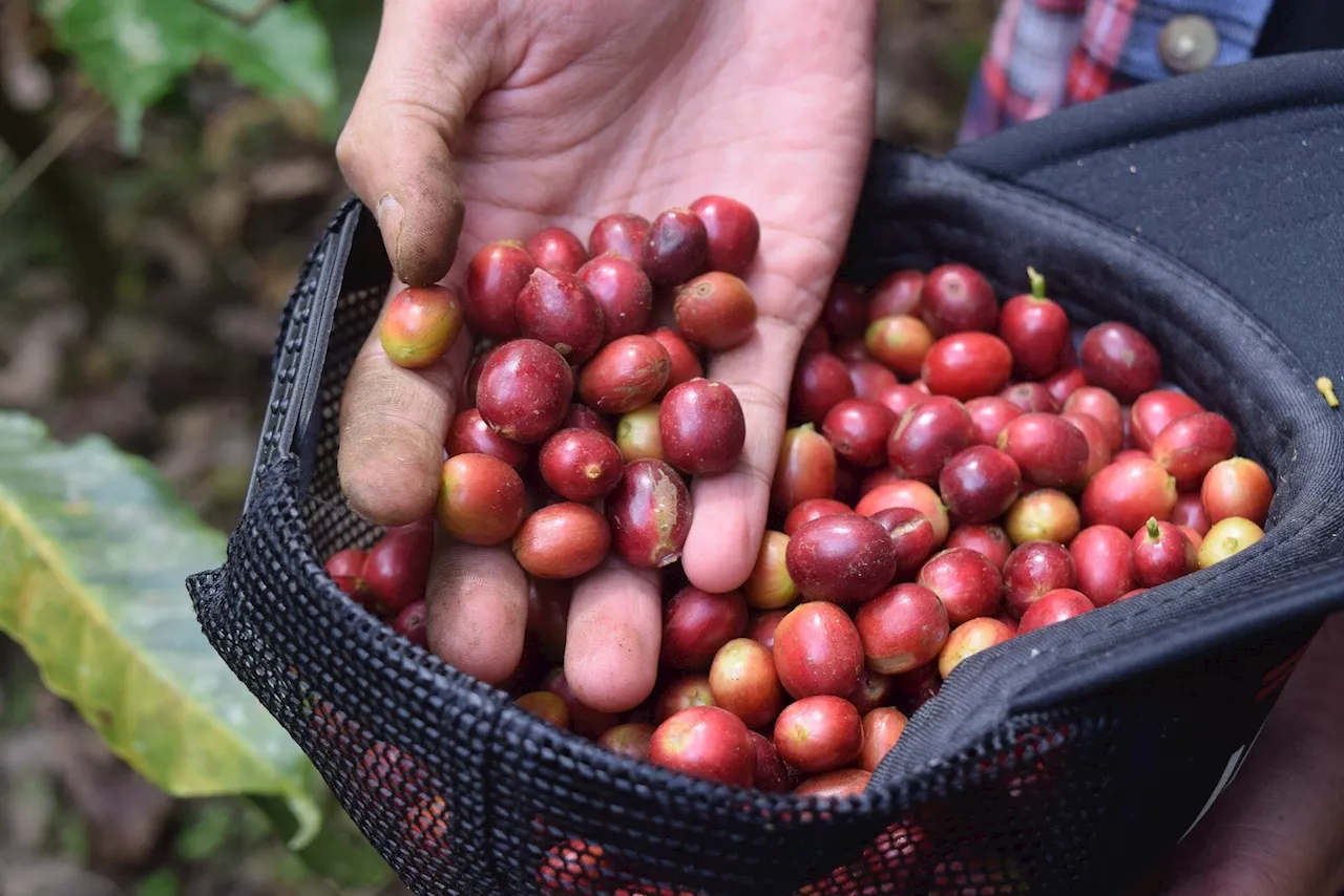 Fluctuating coffee prices are putting mental pressure on Vietnamese farmers