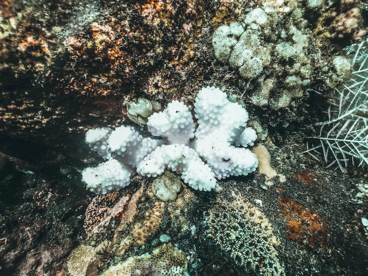 Global coral bleaching caused by climate change demands a global response