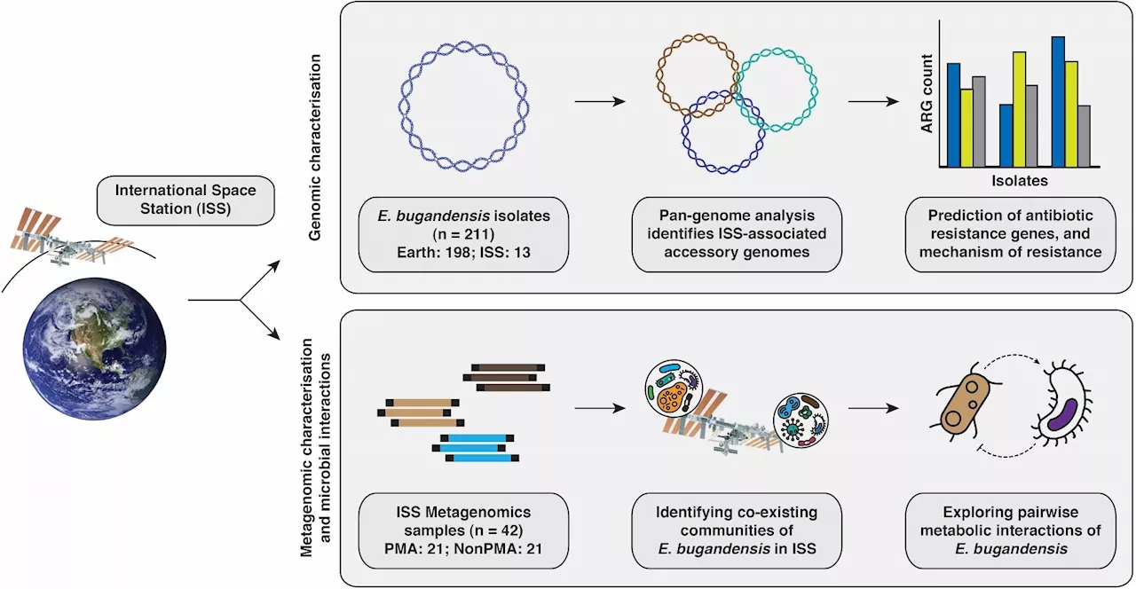 Multi-drug resistant bacteria found on International Space Station mutate to become functionally distinct