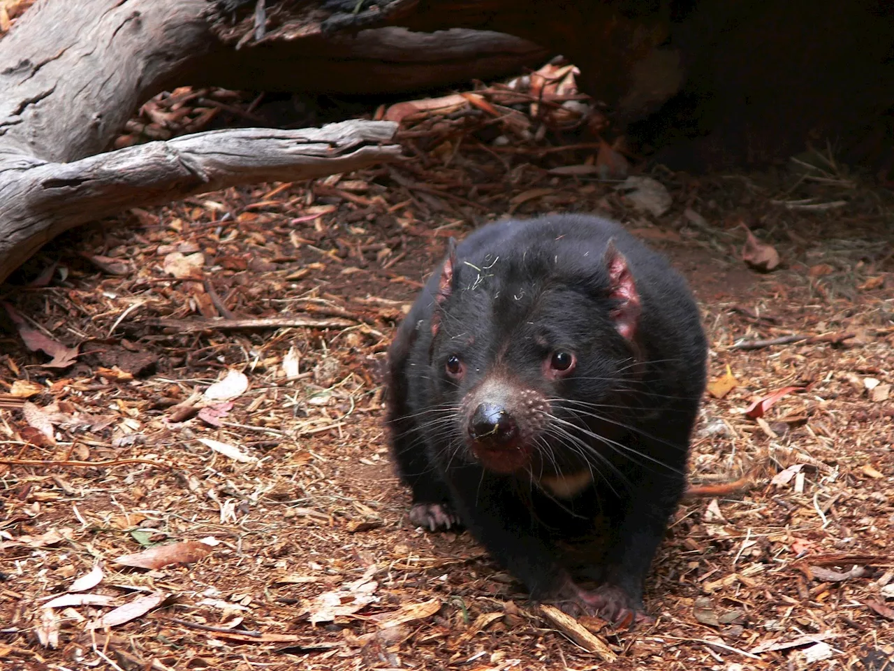 New study calls into question prior study results that found tumor transmission slowing in Tasmanian devils