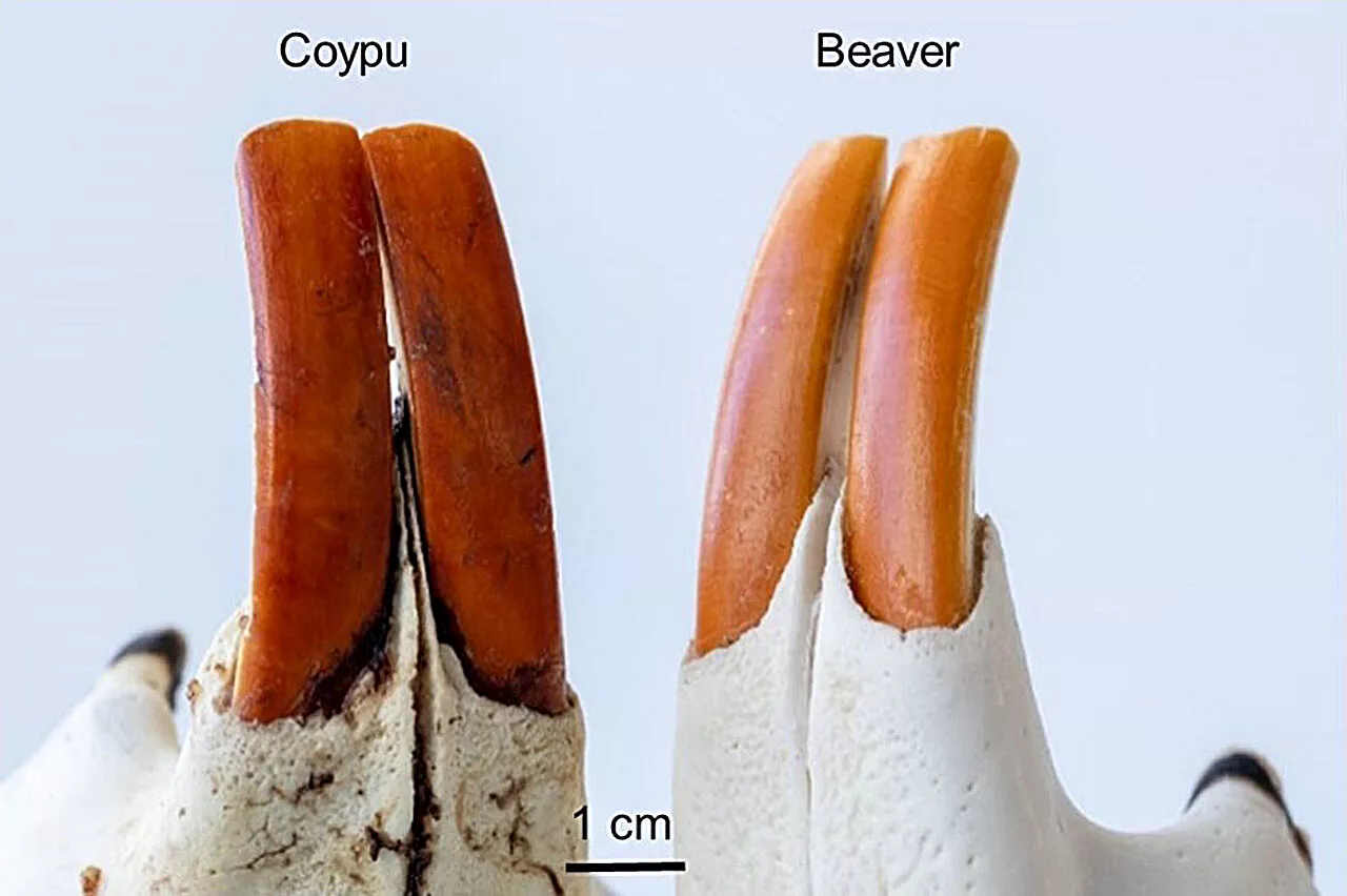 Study finds iron-rich enamel protects, but doesn't color, rodents' orange-brown incisors