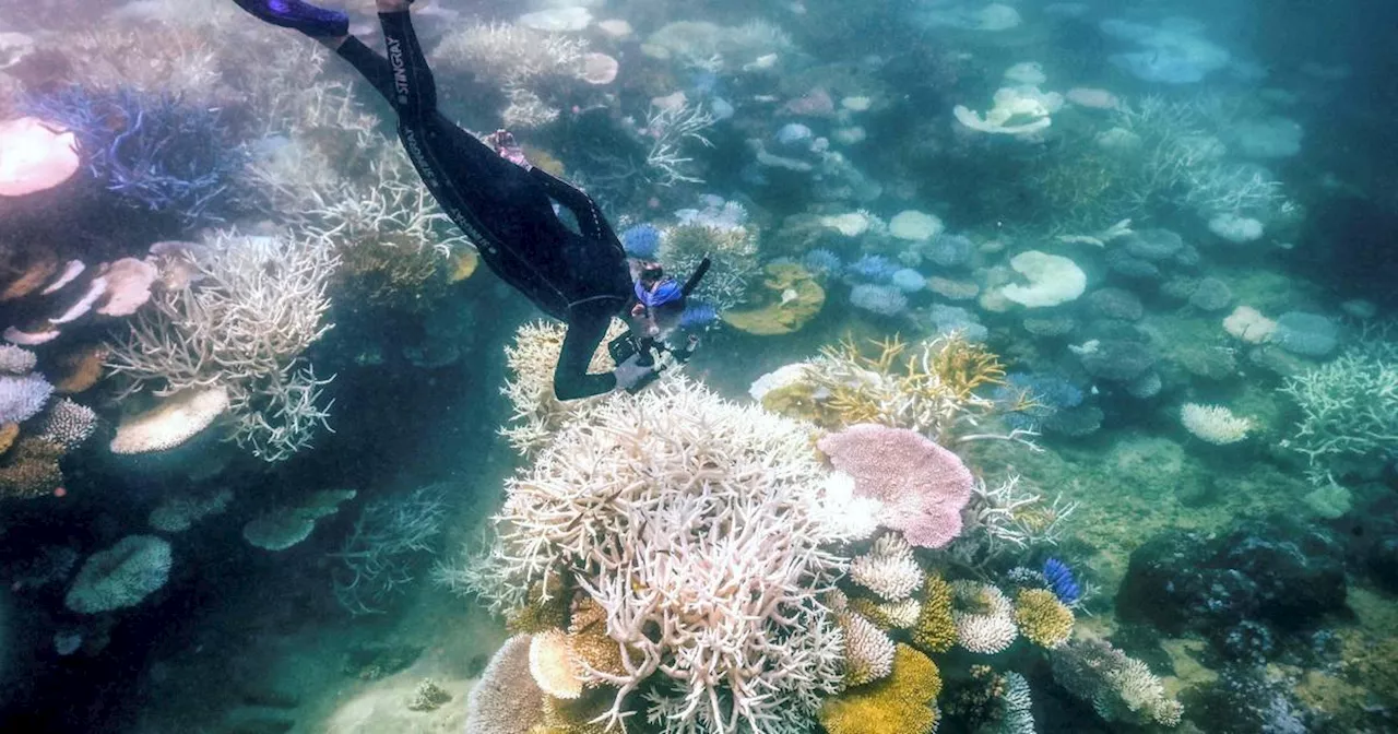 Australien: Korallenbleiche im Great Barrier Reef schlimmer als jemals zuvor​