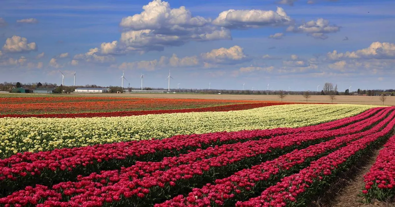 Reisen 2023: Die schönsten Tulpenfelder in Niederlande & NRW