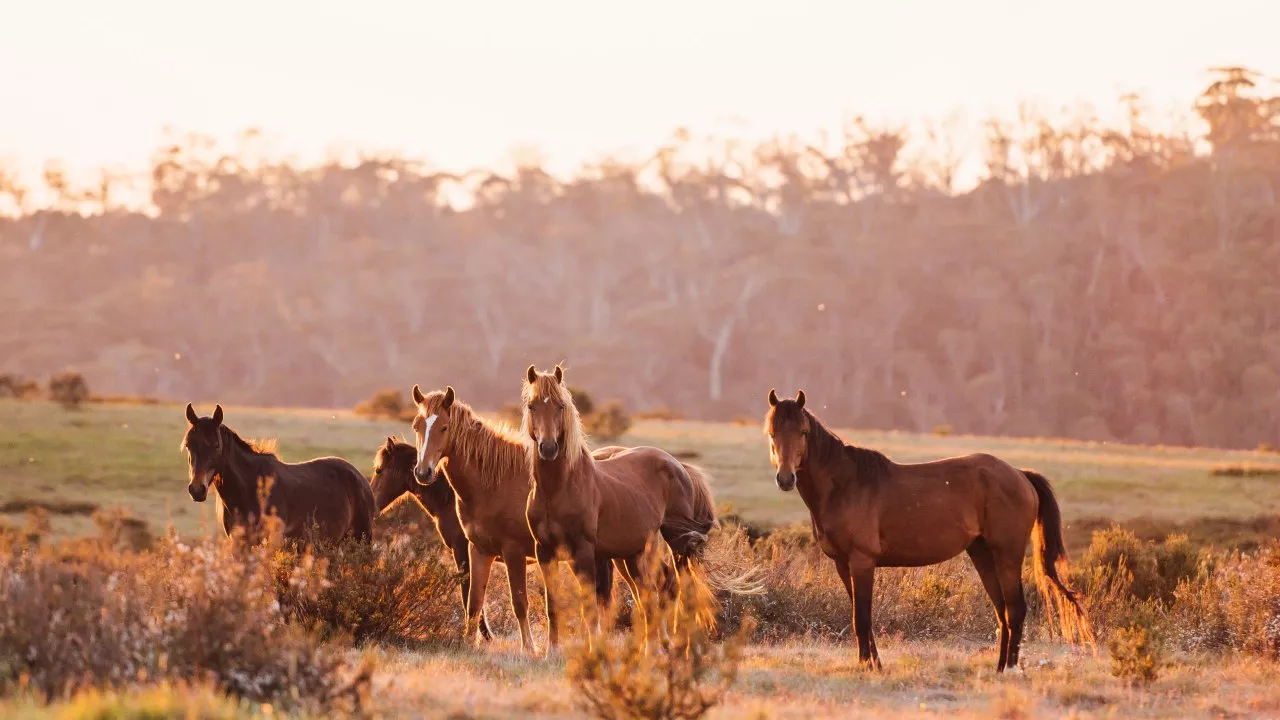 Probe launched into mysterious deaths of more than 500 horses in regional NSW