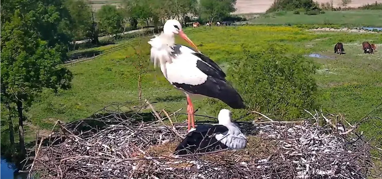 Cigognes en Charente-Maritime : premières naissances en direct !