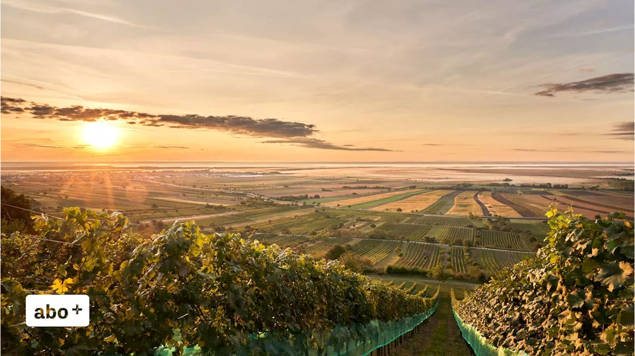 Wein-Erlebnisreise Neusiedlersee - August/September 2024