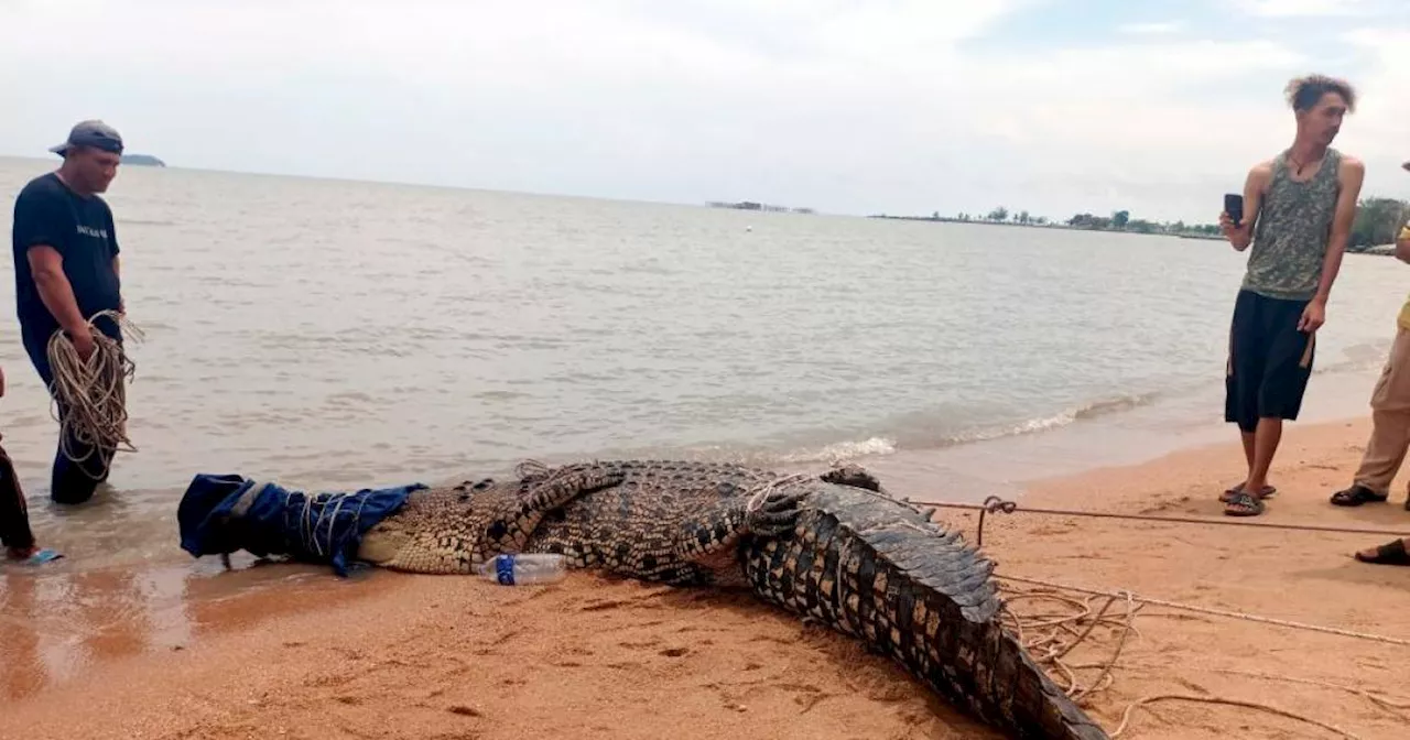 Buaya tembaga seberat dua tan ditangkap di Pantai Siring