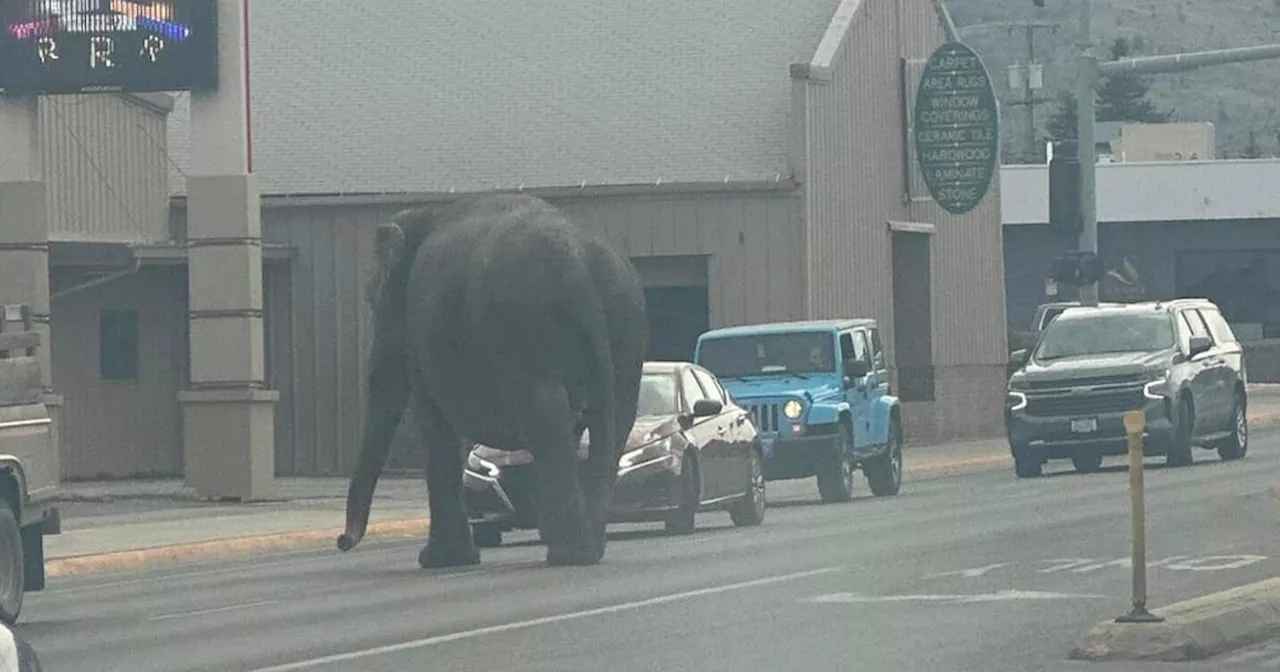 Circus Elephant Runs Loose in Montana After Being Spooked