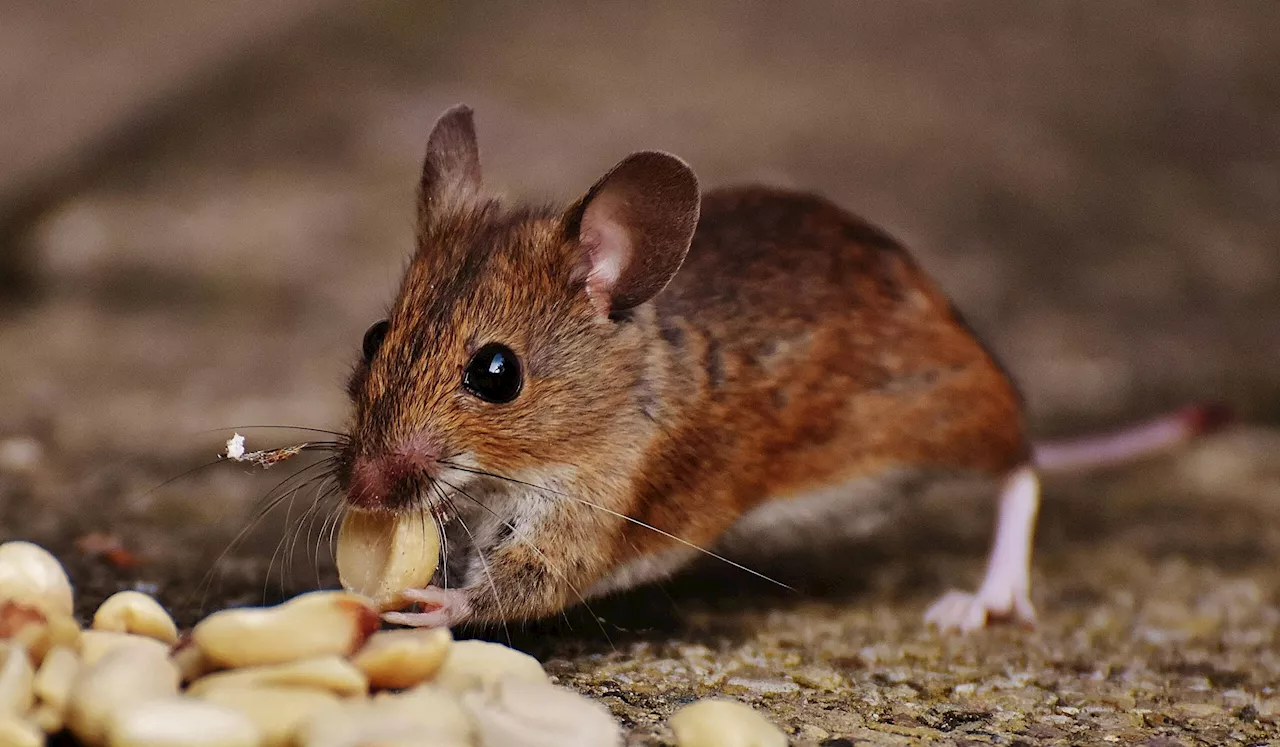 Singapura pasang kamera pengimejan haba pantau tikus