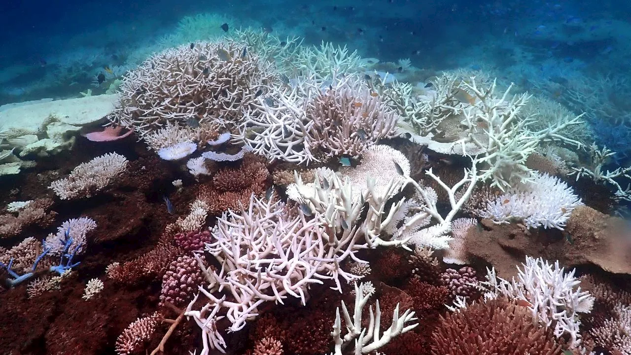 Australien: Schlimmste Korallenbleiche im Great Barrier Reef