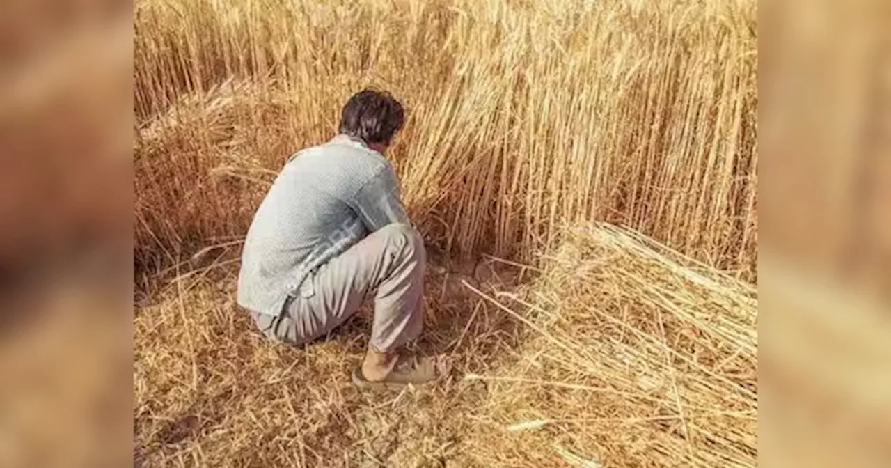 गेहूं कटाई पर कृषि मंत्रालय ने दी खुशखबरी, फसल का र‍िकॉर्ड उत्‍पादन; बार‍िश का असर नहीं