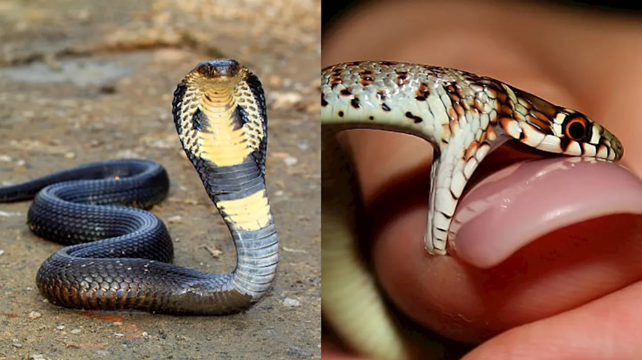 Venomous Snakes Facts: పాముల గురించి ఈ షాకింగ్ విషయాలు మీకు తెలుసా..?