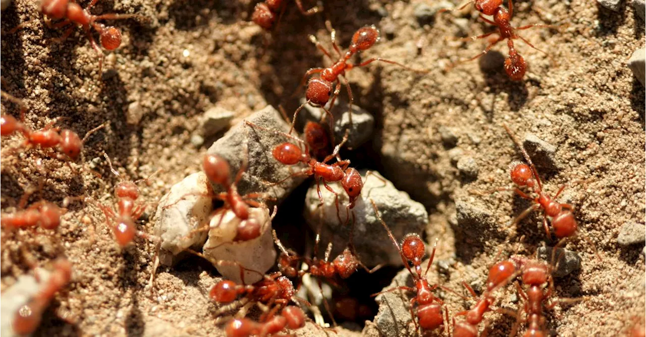 New research suggests fire ants could cost Australia $22 billion by 2040