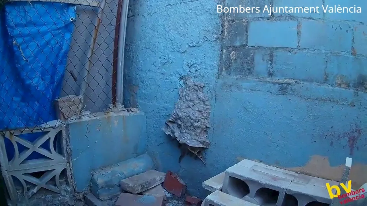 Qué son los himenópteros que aparecen con más frecuencia en las casas y de las que alertan los bomberos