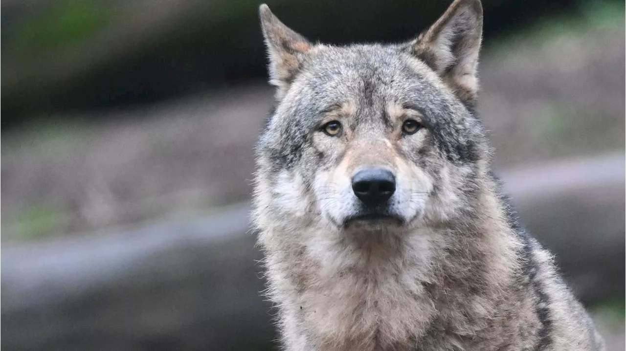 Wolfsjagd in Russland: Experte bezeichnet sie als sinnlos – Regierungsrat Tinner würde Russlandreise wegen «kritischer Reaktionen» nicht mehr bewilligen