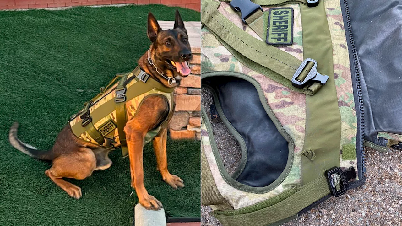 Sheriff's K-9 shot, injured in Compton; bulletproof vest 'may have saved his life'