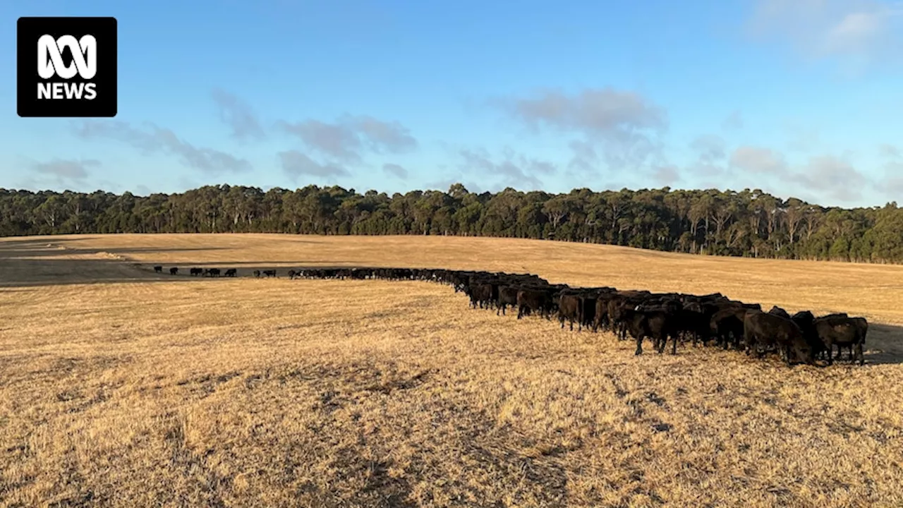 Drought prompts Tasmanian government to consider shipping livestock direct from King Island to mainland