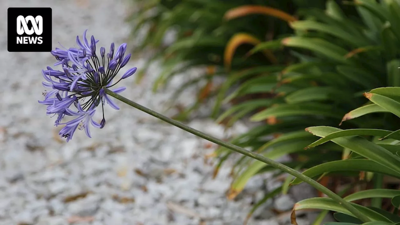 Plants that can cause damage to your garden, home and willpower, according to horticulturalists