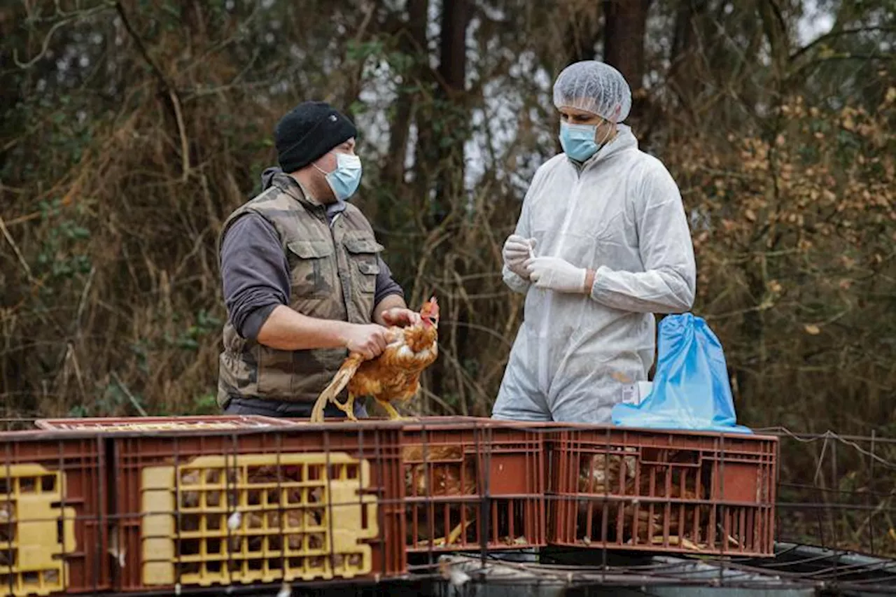 Aviaria e contagio all'uomo, le preoccupazioni dell'Oms