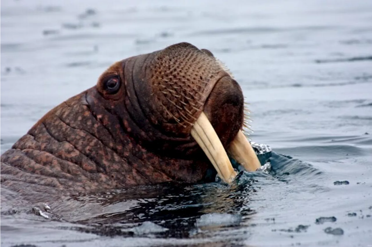 Scientists, Alaska Native leaders say the Arctic faces a growing crisis from plastic waste