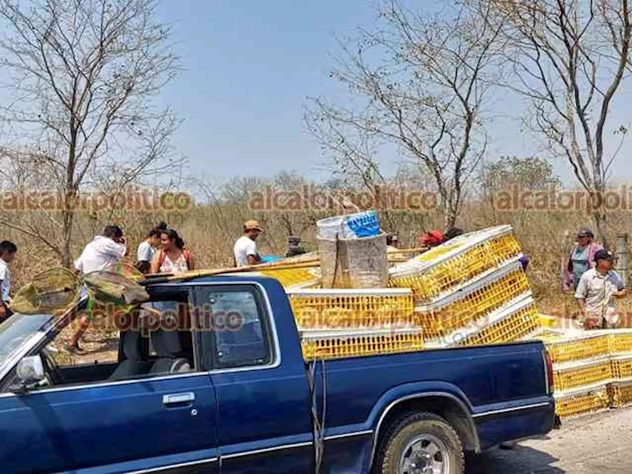 Volcadura de camión con pollo en pie desata la rapiña, en Emiliano Zapata