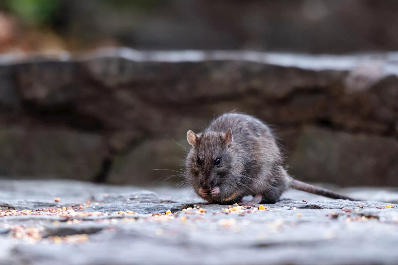 Infections from exposure to rat urine continue to rise in NYC