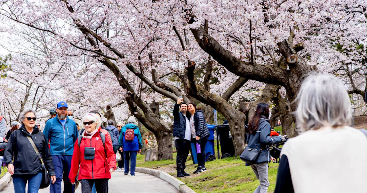 High Park cherry blossoms could finally bloom this weekend after being delayed